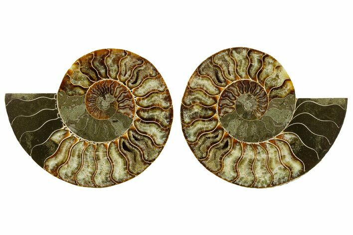 Cut & Polished Crystal-Filled Ammonite Fossil - Madagascar #362373